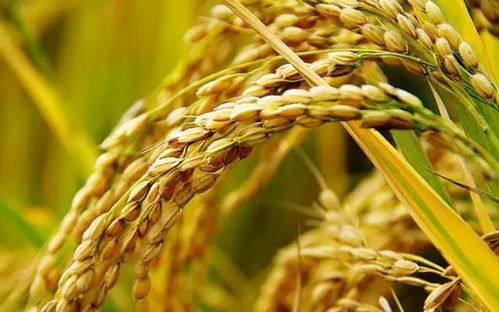 周日農(nóng)家樂 體驗稻谷收割，盡享農(nóng)趣與美食