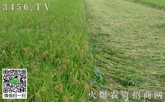 帝一硅噴水稻 為什么效果顯著及其在稻谷生產(chǎn)中的優(yōu)勢