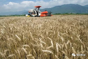 深度解析國家政策性糧食拍賣底價公布 小麥稻谷玉米同是主糧命不同，稻谷路在何方？