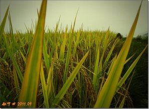 金秋稻谷香，豐收正當(dāng)時