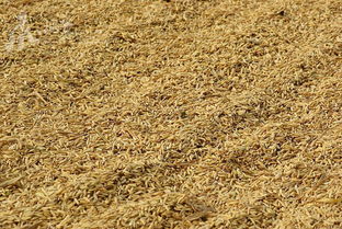 稻谷 生命的基石