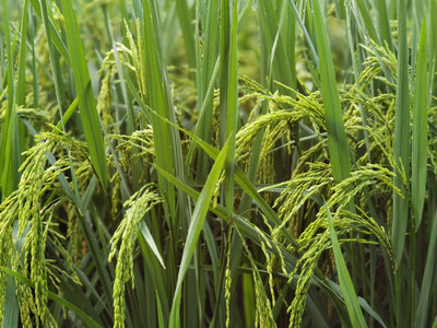 抽穗的期許，稻谷的豐饒