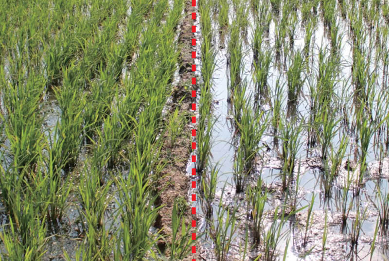 守護(hù)飯碗安全 從稻谷生產(chǎn)到儲存的全程保障策略