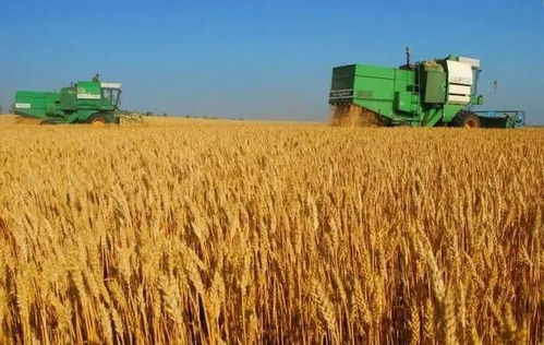 面粉與稻谷的現代之旅 添加劑背后的食品工業邏輯