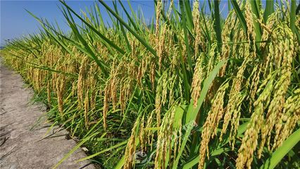 秀山水稻喜迎豐收 萬畝金穗待開鐮