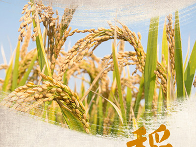 金黃稻谷，豐收圖景 高品質(zhì)水稻田與稻谷素材下載指南