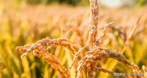 稻熟秋收入詩來——十首吟詠田間稻谷的農(nóng)家詩詞