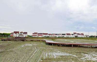 上海金山 “小米?！变伨袜l村振興新“稻”路