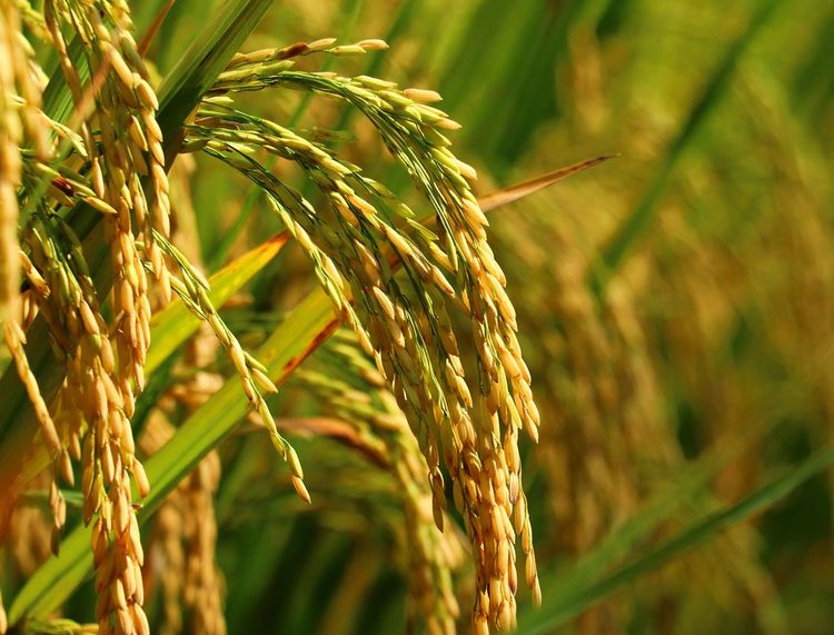 金秋的饋贈 金色稻谷收割圖景