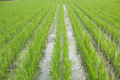 綠海翻金浪 水稻田的生命輪回