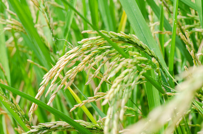 水稻 從田間稻谷到碗中珍饈的旅程